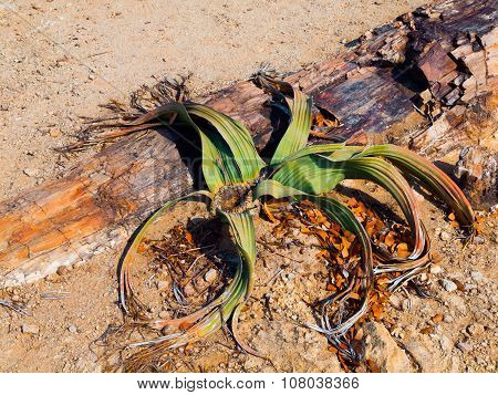 Welwitschia Mirabilis in Namib Desert