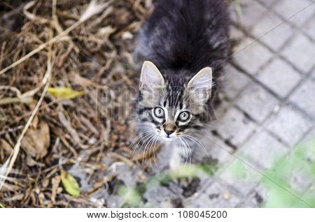 Portrait Of A Baby Tabby Cat Looking Up Outdoor