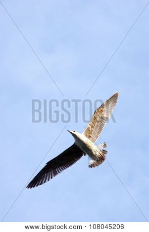 Bird Spread Wings Upon In The Blue Sky