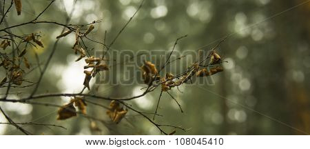 Branch With Leaves