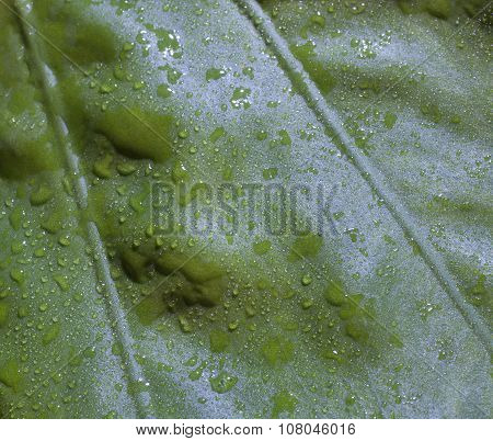 Damp Leaf