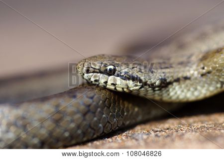Grey Grass-snake