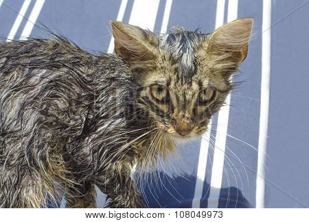 Portrait Of A Wet Tabby Cat After A Bath In Blue And White  Lines As Background