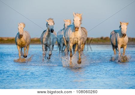 Herd of White Camargue Horses running through water in sunset light.