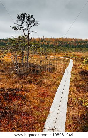 Path through swamp Kakerdaja in Estonia