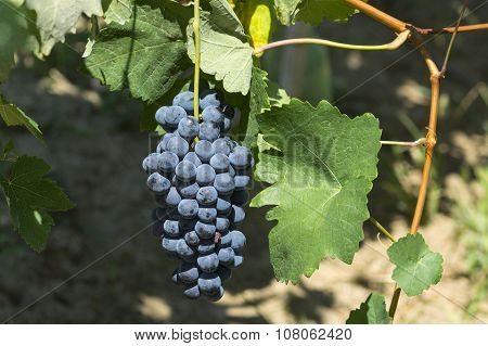 Vineyards In Oltrepo Pavese (italy)