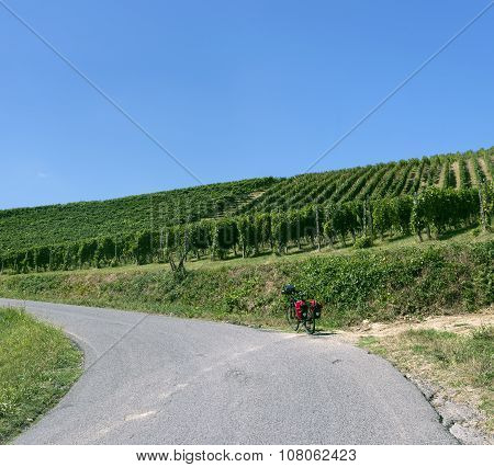 Vineyards In Oltrepo Pavese (italy)