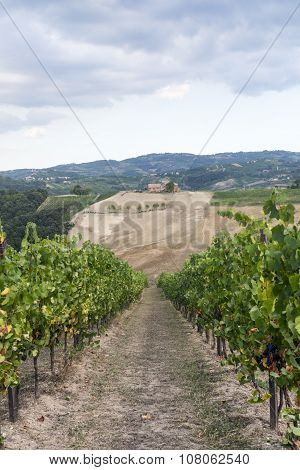 Vineyards In Oltrepo Pavese (italy)