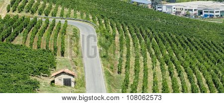 Vineyards In Oltrepo Pavese (italy)