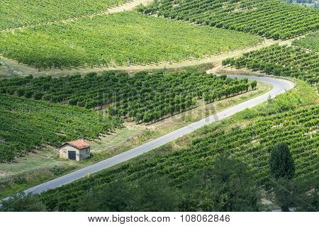 Vineyards In Oltrepo Pavese (italy)