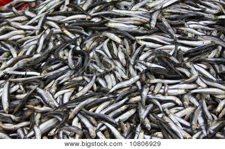 Sarde fresche