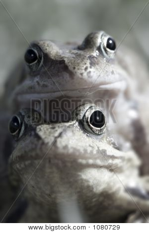 Frogs Mating
