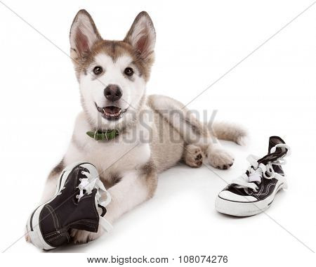 Cute Malamute puppy chewing gumshoes isolated on white