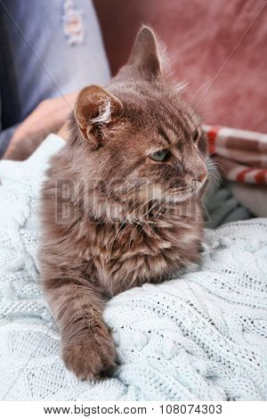 Woman takes in hands beautiful grey cat on sofa in the room
