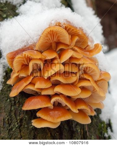 Pilze, die mit Schnee bedeckt