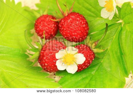 Wild Strawberry Fruits And Leaves