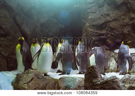 Penguins On The Artificial Glacier In Loro Park (loro Parque), Tenerife