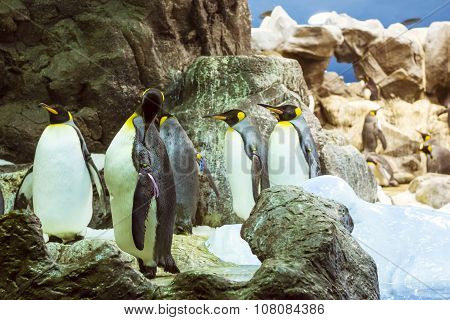 Penguins On The Artificial Glacier In Loro Park (loro Parque), Tenerife