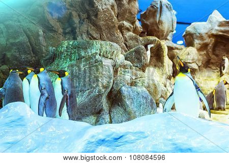 Penguins On The Artificial Glacier In Loro Park (loro Parque), Tenerife