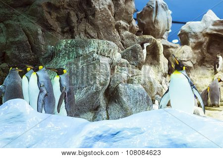 Penguins On The Artificial Glacier In Loro Park (loro Parque), Tenerife