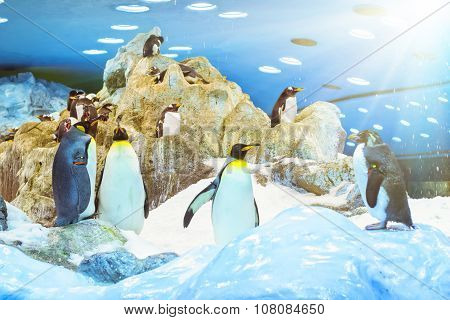 Penguins On The Artificial Glacier In Loro Park (loro Parque), Tenerife