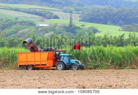 SAINT PAUL, REUNION ISLAND, FRANCE - NOVEMBER 4, 2015: Harvest of sugar cane for rum production in Savanna Distillery. It is traditional industry with long history dating to 18th century. 