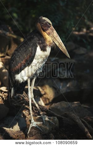 Portrait of Lesser Adjutant, Bali