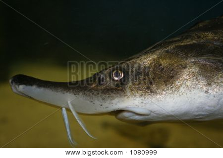 Sturgeon fisk
