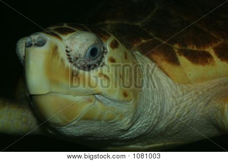 Turtles hoved