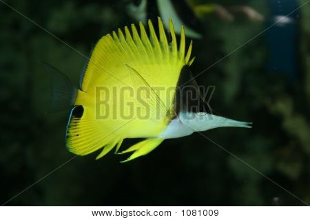 Chaetodon, eksotiske fisk