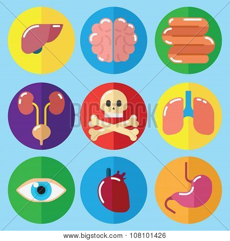 Anatomy Medical Care Health