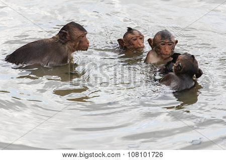 Baby Mokeys Swiming