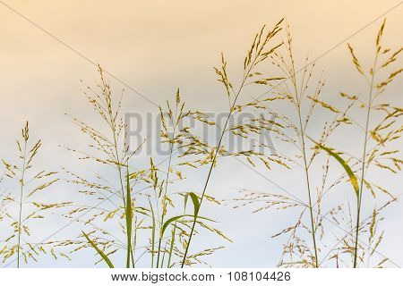 Gramineae Grass.