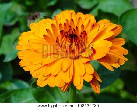 Orange Fresh Flower in the Garden
