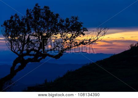 Sunset With Silhouette Tree