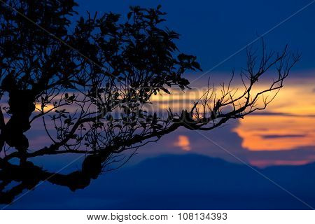 Sunset With Silhouette Tree