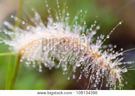 Water Drops On Grass