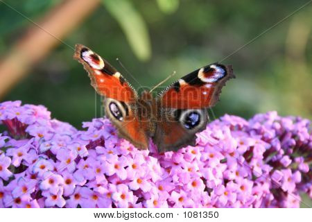 Borboleta sobre a flor do crisântemo