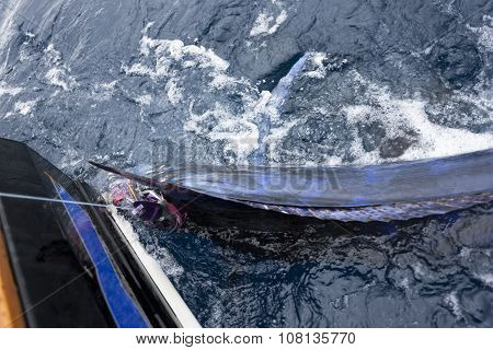 Electric Blue Marlin Being Caught