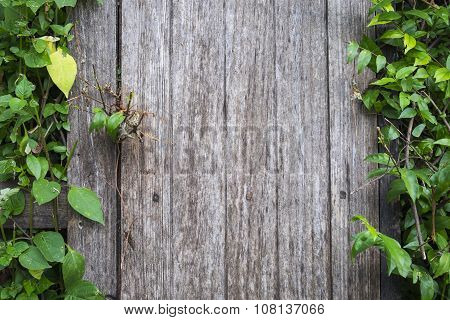 Wooden windows with tree