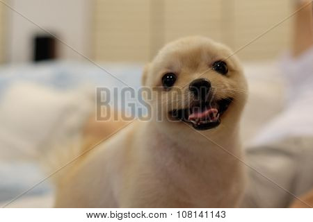 Smiling Pomeranian
