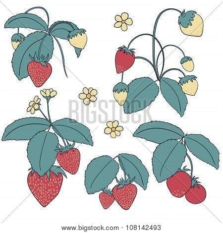 Hand drawn vector illustration of strawberry