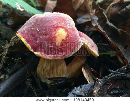 Ruby Bolete - Hortiboletus rubellus