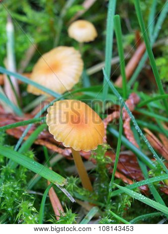 Rickenella fibula Mushrooms in a Lawn