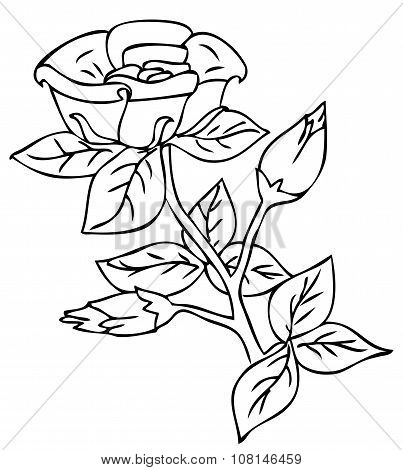 Rose Vector