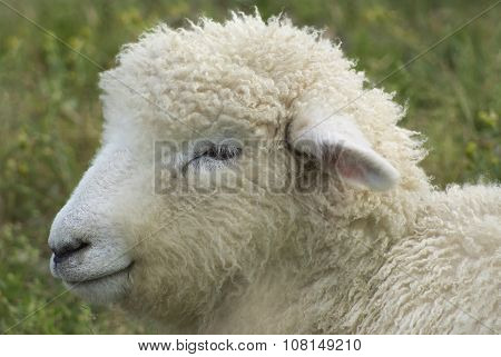 Woolly Sheep