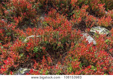 Green Gorgan Green Leaves And Blueberries In The Mountains