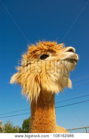 proud alpaca lama on blue sky with nice haircut