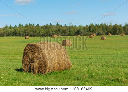 hay bales in a green field