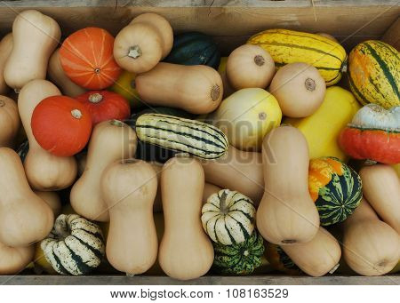 variety of squash at the market